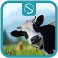 Moo