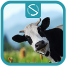 Moo APK