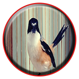 Kicau Cendet Pemikat