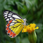 Butterfly Wallpapers HD-icoon