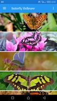 Butterfly Wallpapers HD penulis hantaran