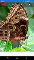 Butterfly Wallpapers HD syot layar 2