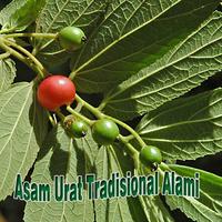 Poster Obat Asam Urat Tradisional Alami Manjur