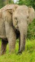 Puzzle Elephants تصوير الشاشة 1