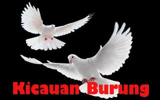 Kicau Burung Murai Batu Medan 포스터