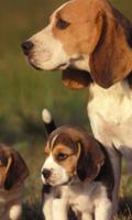 All Dog Breeds تصوير الشاشة 1