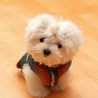 Cute Puppy Wallpapers أيقونة