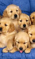 Cute Puppy Wallpapers تصوير الشاشة 2