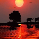 African Sunset Live Wallpaper APK