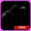 Black Crow Live Wallpaper APK