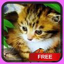 Spring Kitten Live Wallpaper APK