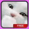White Kitten Live Wallpaper Background Cat Theme APK
