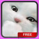 White Kitten Live Wallpaper Background Cat Theme APK