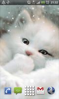 White Kitten Live Wallpaper Background Cat Theme Affiche