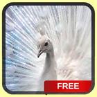 White Peacock Live Wallpaper icon
