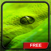 Green Snake Eye Beast Live Wallpaper Theme