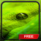 Green Snake Eye Beast Live Wallpaper Theme icône