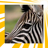 3D ZOO : Animals Birds Sounds