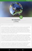 Birdlife of New Zealand screenshot 3