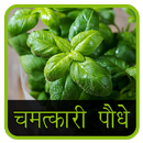 Chamatkari Paudhe APK