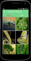 Chameleon Wallpaper پوسٹر