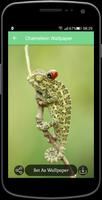 Chameleon Wallpaper اسکرین شاٹ 3