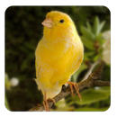 Canary bird sounds APK