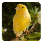 Canary bird sounds アイコン