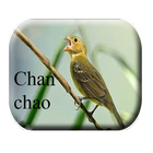 Chanchão de Pássaros ikona