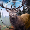 American Hunter Wild Deer