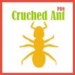 Cruched Ant