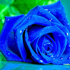 Blue Rose Live Wallpaper icône