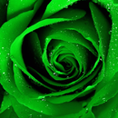 Green Rose Live Wallpaper APK