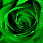 Green Rose Live Wallpaper icône