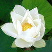 White Lotus Live Wallpaper