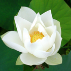 White Lotus Live Wallpaper icône
