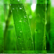 ”Green Leaves Live Wallpaper