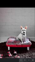 Dog Room Decor captura de pantalla 1
