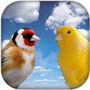 Goldfinch vscanary -top birds APK