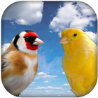 Goldfinch vscanary -top birds icon