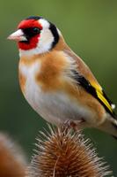 Chardonneret et Canari Affiche