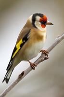 Goldfinch vscanary -top birds screenshot 2