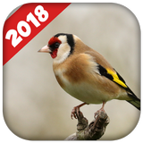 Goldfinch singing