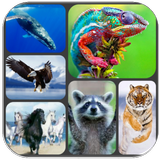 Animals Sounds icon