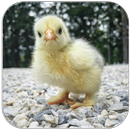 Baby Chick sounds APK