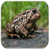 Frog sounds icon