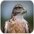 Hawk Sounds