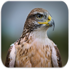 Hawk Sounds icon