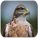 Hawk Sounds APK