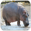 Hippopotamus Sounds APK